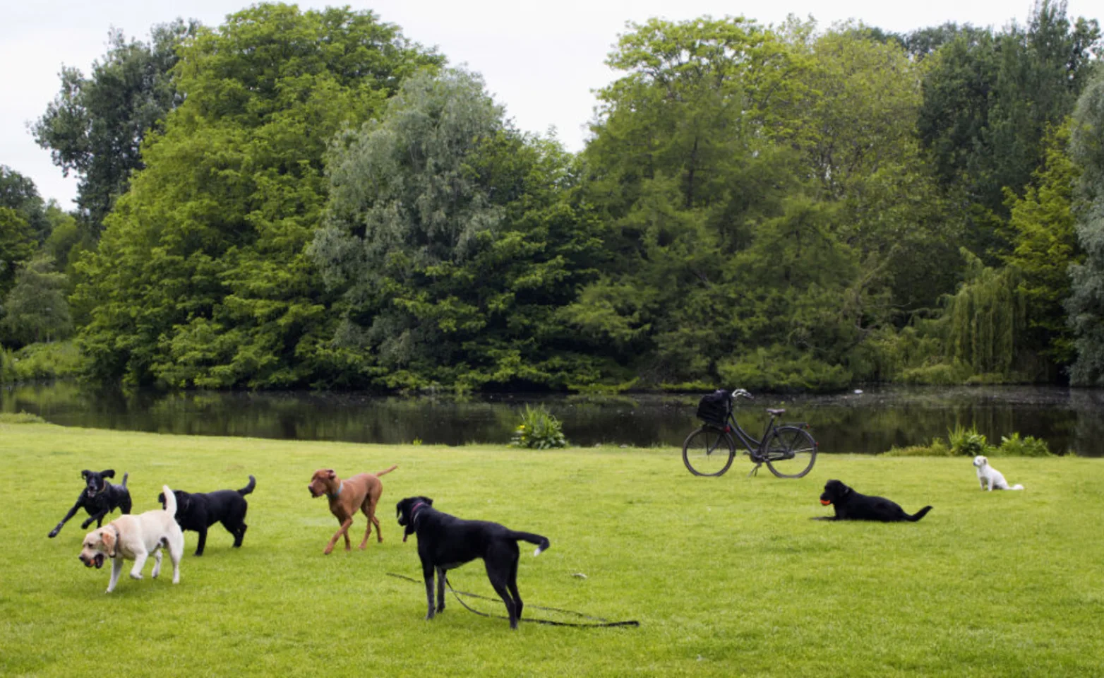 7 Dogs Playing Near a Lake